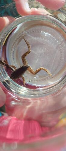 8-Vite-ze-zaba-skoci-az-5-metru...