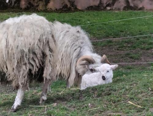 Seznameni-s-cerstve-narozenym-jehnatkem (1)