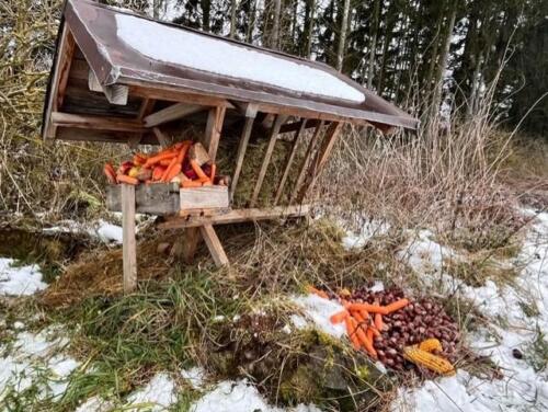 To-se-bude-zviratkum-libit