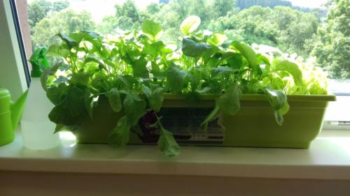 Zdravý životní styl 2. třída