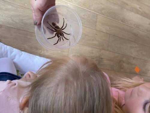 svlecena-kuze-pavouka